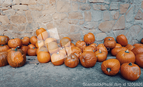 Image of Ripe autumn pumpkins on the farm