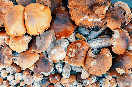 Image of background from collected mushrooms boletus in pile