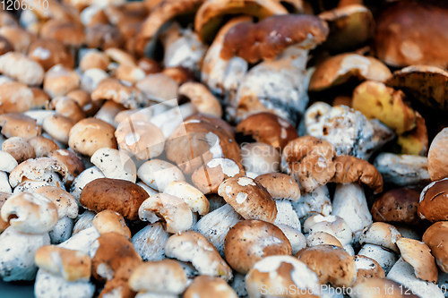 Image of background from collected mushrooms boletus in pile