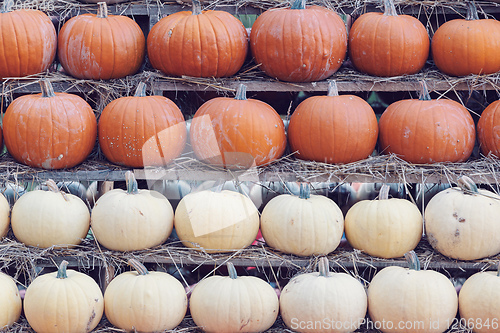 Image of background from autumn harvested pumpkins