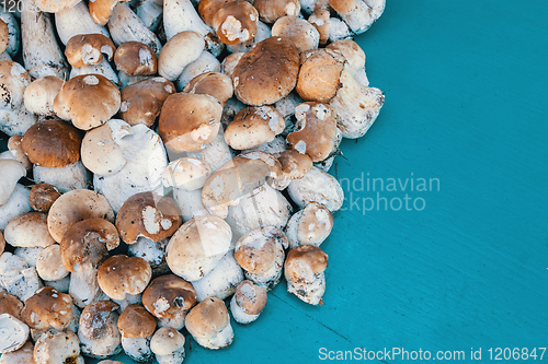 Image of background from collected mushrooms boletus in pile