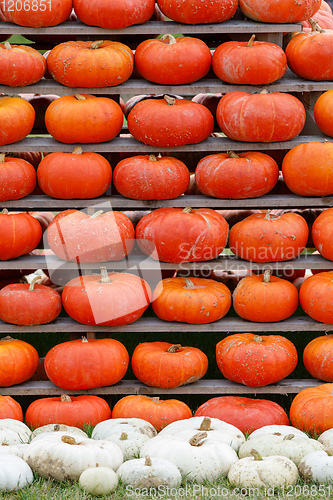 Image of background from autumn harvested pumpkins