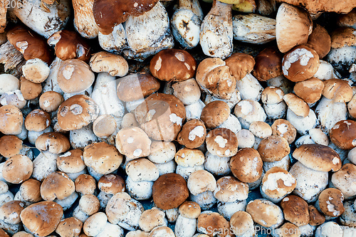 Image of background from collected mushrooms boletus in pile
