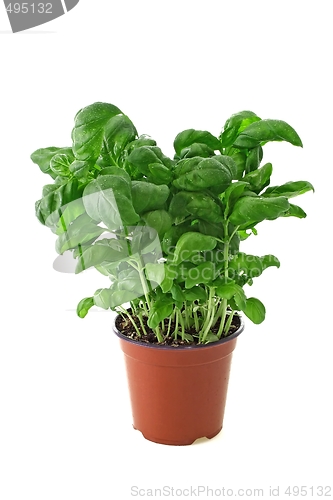 Image of Basil plant