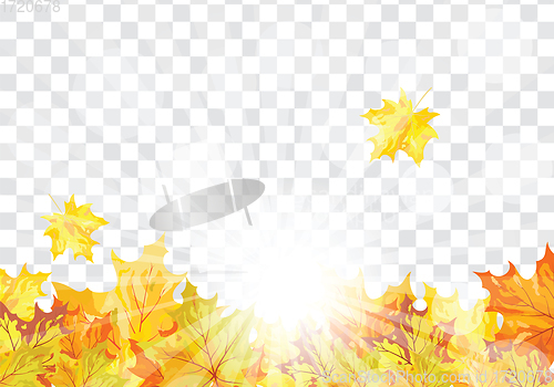 Image of Maple leaves on transparency grid