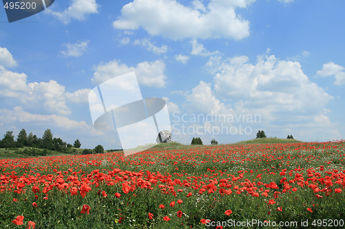 Image of Poppy