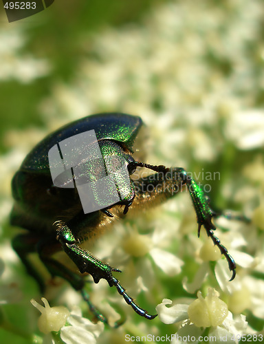 Image of green bug