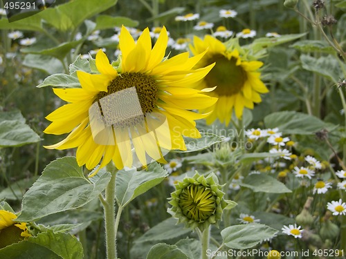 Image of Sunflower