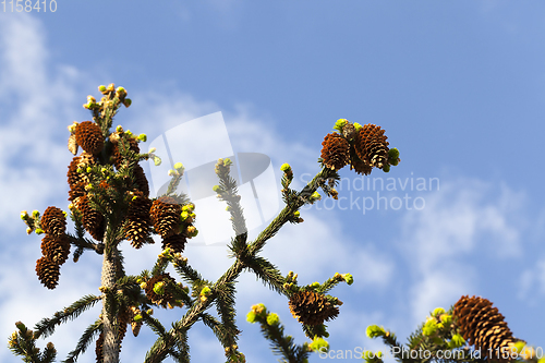 Image of spring nature