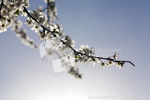 Image of long branches