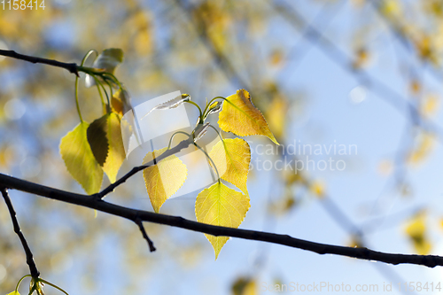 Image of beautiful foliage