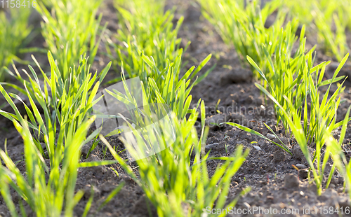 Image of green sprouts of wheat