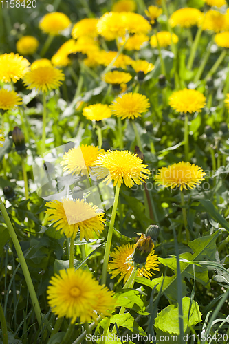 Image of dandelion flowers