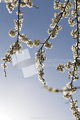 Image of fruit tree cherry