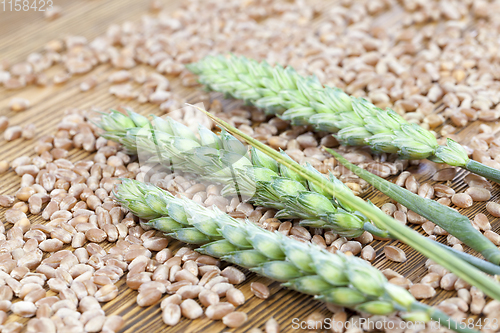 Image of green wheat ears