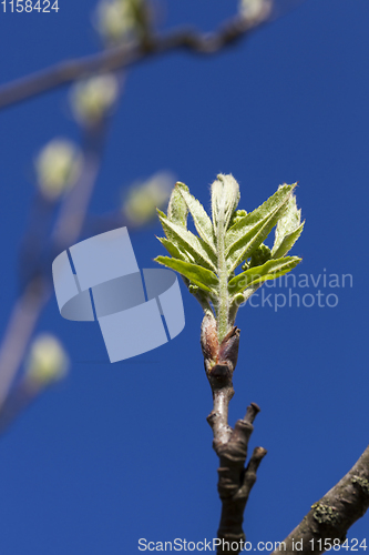 Image of young foliage of mountain ash