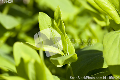 Image of young foliage of trees