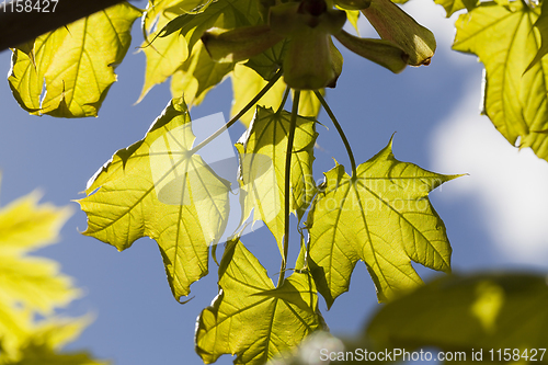 Image of maple foliage