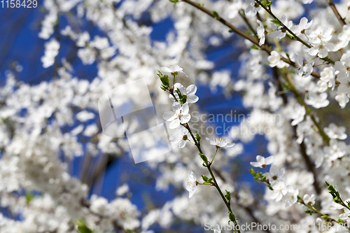 Image of white petals of cherries