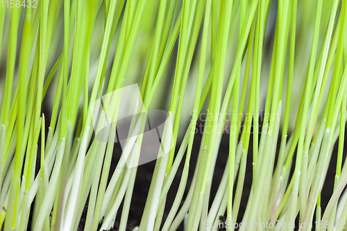 Image of green sprouts of cereals