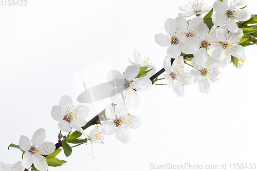 Image of cherry branch