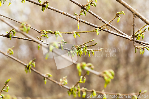 Image of young sprouts