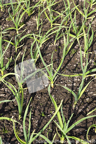 Image of agricultural field