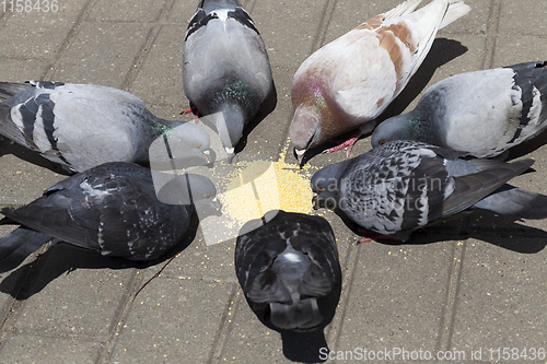 Image of standing in a circle of pigeons