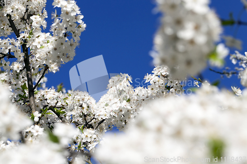 Image of dense inflorescence