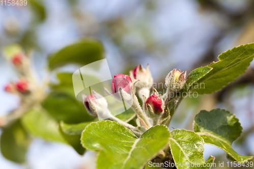 Image of blossom apple