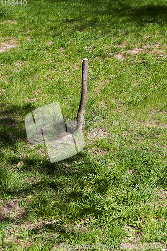 Image of glade with green grass