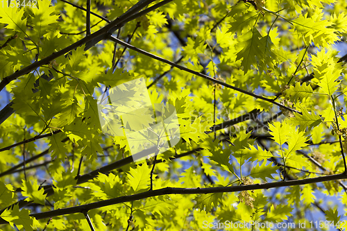 Image of oak foliage