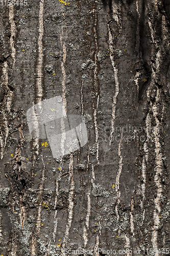 Image of bark of old oak