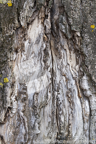 Image of old tree trunk