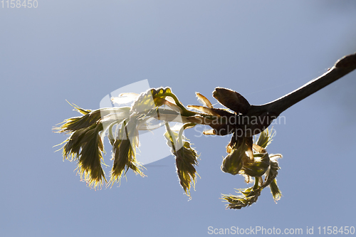 Image of oak foliage