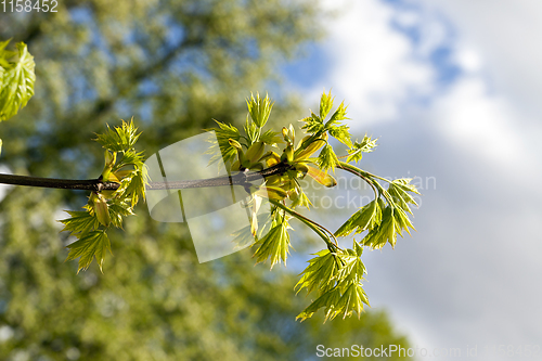 Image of new young maple foliage