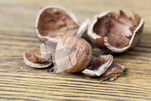 Image of hazelnut shell