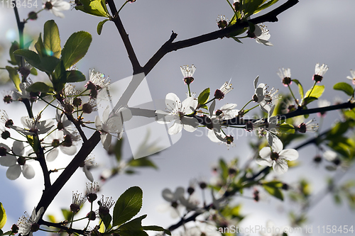 Image of white cherry blossoms