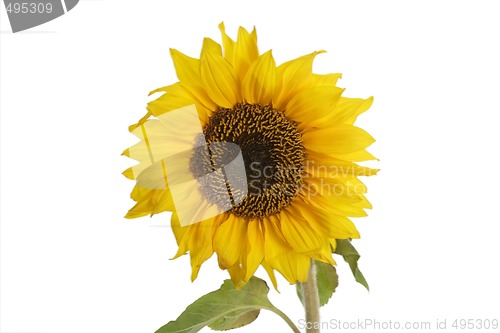 Image of Sunflower