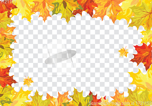 Image of Maple leaves on transparency grid