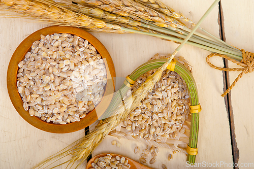 Image of organic wheat grains