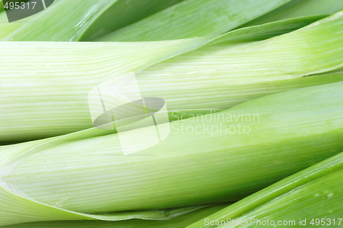 Image of Leek