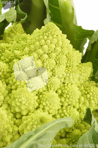 Image of Romanesco