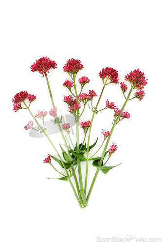 Image of Red Valerian Plant in Flower