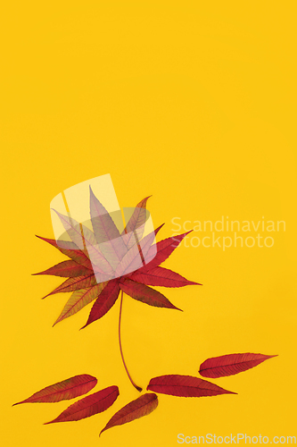 Image of Rhus Typhina Leaf Abstract with Autumn Golden Glow