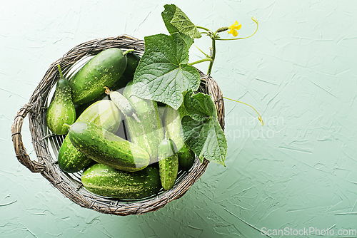 Image of Cucumber