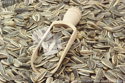 Image of Sunflower seeds