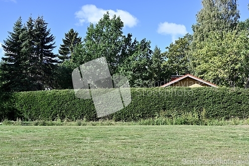 Image of the roof of the house is visible behind the green hedge