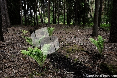 Image of fern in coniferous boreal forest 