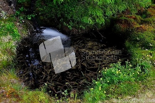 Image of a small calm stream in a coniferous boreal forest in Finland